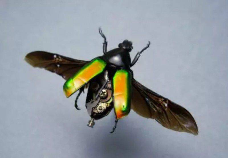 機器人如何受到昆蟲的啟發？
